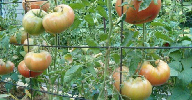 Как подвязать помидоры в теплице - самые лучшие способы