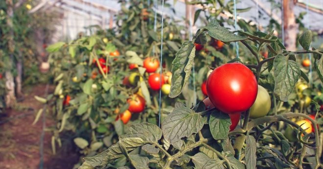 Чем подкормить помидоры после высадки в теплицу - лучшие варианты удобрений