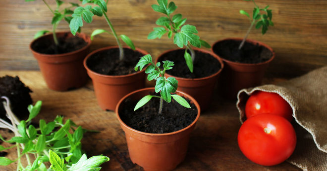 Как ухаживать за помидорами в теплице - секреты раннего урожая