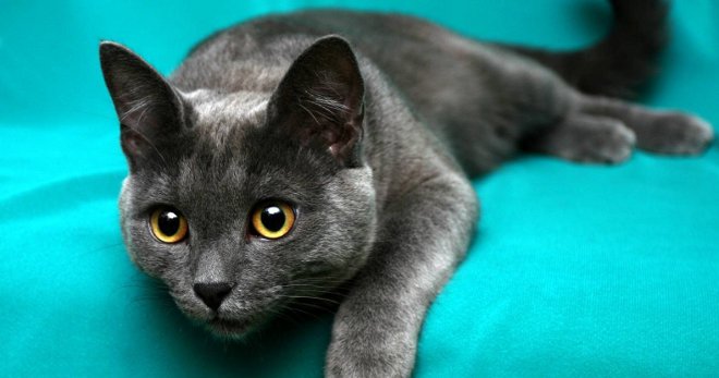 Самые редкие породы кошек и особенности их содержания