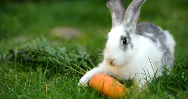 Витамины для кроликов - что нужно для здорового роста?