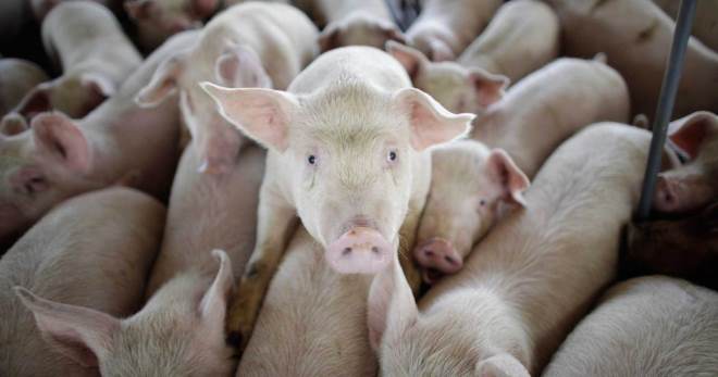 Болезни свиней - как распознать и чем лечить?