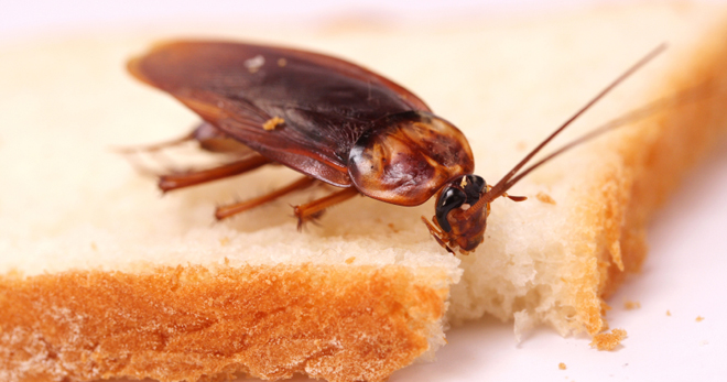 Тараканы в квартире - какие методы борьбы самые эффективные?