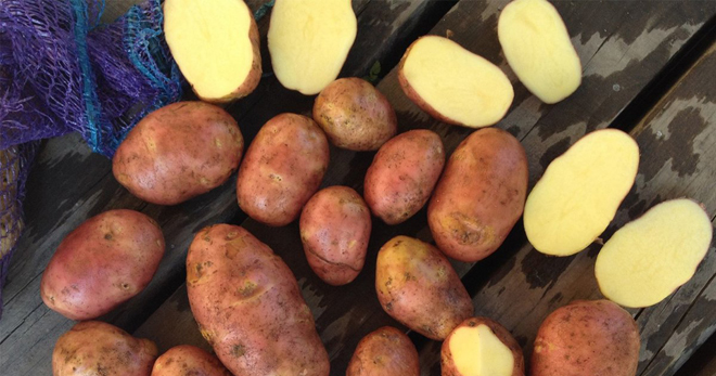Картофель ред скарлет - характеристика и описание сорта, особенности выращивания