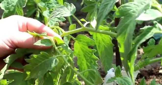 Пасынкование помидор в открытом грунте - правила формирования куста