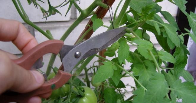 Как прищипывать помидоры - главные правила для огорода и теплицы