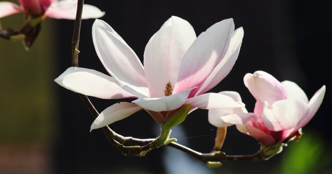 Цветок магнолия - все о выращивании древесной орхидеи в домашних условиях