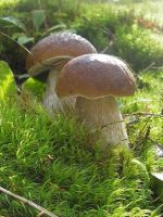 Белые грибы - польза и вред
