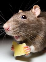 К чему снится маленькая серая мышь?