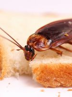 Как избавиться от тараканов навсегда – заговоры