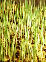Проросшие зерна пшеницы - польза и вред 