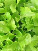 Чем полезны листья салата?