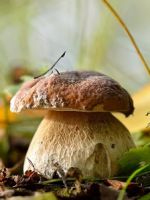 К чему снятся грибы в лесу?