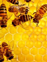 Пчелиные соты - польза и вред