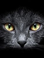 Черный кот в доме - приметы