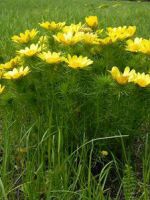 Горицвет весенний - лечебные свойства и противопоказания