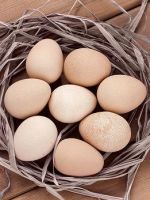 Яйца цесарки - польза и вред, как готовить цесариные яйца?