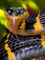 Сонник - змея и толкование снов со змеей