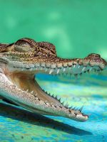 Сонник - крокодил, о чем говорят такие сновидения?