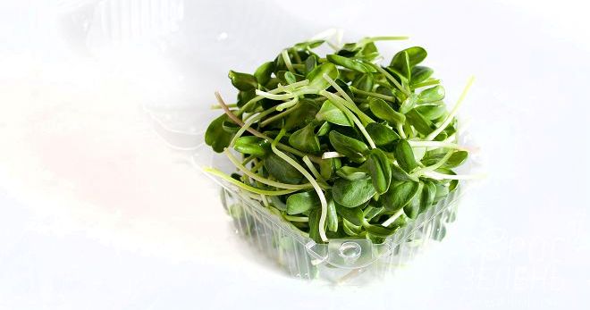 Чем полезен салат руккола для организма человека и какие витамины он содержит?