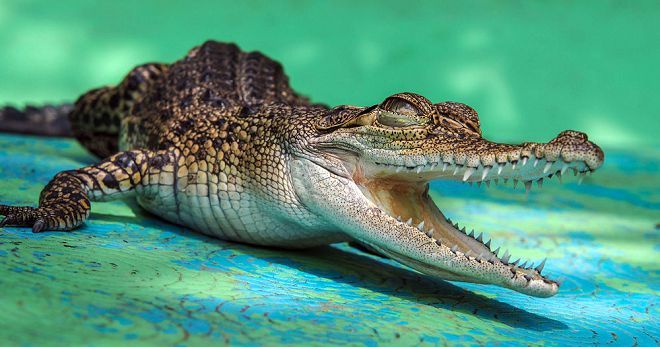 Сонник - крокодил, о чем говорят такие сновидения?