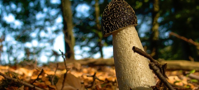 гриб веселка лечебные свойства