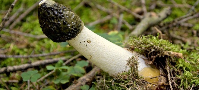 гриб веселка лечебные свойства1