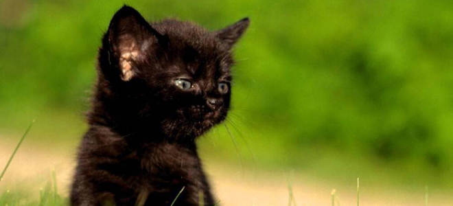 к чему снится черный котенок