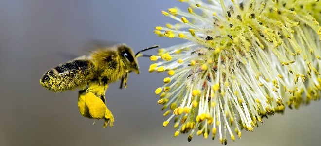 как принимать пчелиную пыльцу