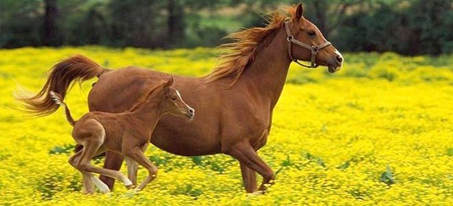 Лошадь-и-жеребенок-фото