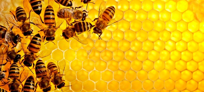 пчелиные соты польза и вред