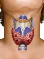 Щитовидная железа – гормоны