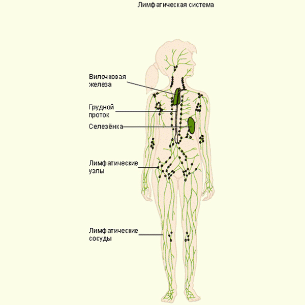 функции лимфатической системы человека схема
