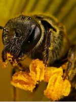 Пчелиный подмор – лечебные свойства