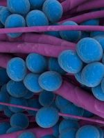 Стафилококк – что это такое, и всегда ли опасна бактерия?