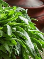 Трава тархун – 5 лучших рецептов лечения эстрагоном