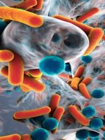 Полезные бактерии для человека – откуда они берутся и как наладить баланс микрофлоры в организме?