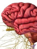 Центральная нервная система – как устроена и работает ЦНС?