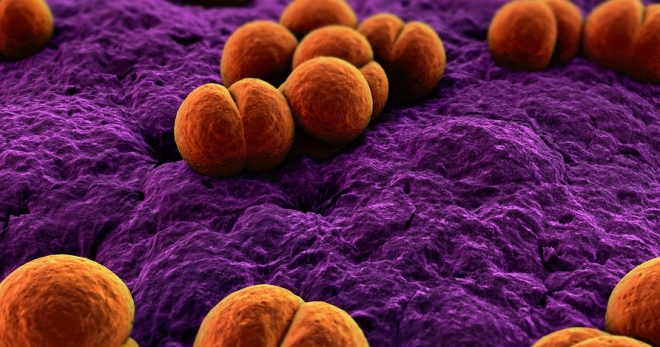 Менингококковая инфекция – как ее определить, лечить и что делать, чтобы не заболеть?