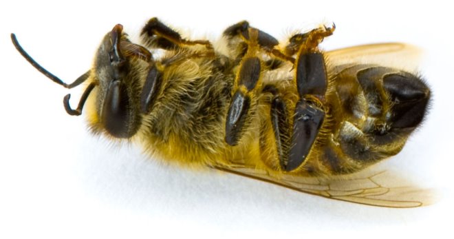 Пчелиный подмор – лечебные свойства и все секреты применения