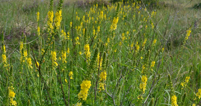 Репешок – лечебные свойства и противопоказания травы, 9 старинных рецептов