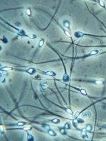 Клетки сперматогенеза