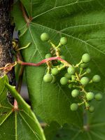 Почему виноград не плодоносит?