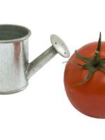 Как поливать помидоры дрожжами?