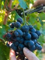Как ускорить созревание винограда?