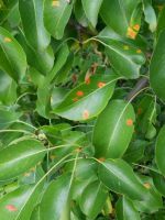 Оранжевые пятна на листьях груши