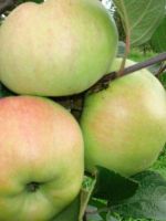Яблоня «Богатырь» – описание сорта