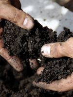 Подготовка почвы для клубники в августе