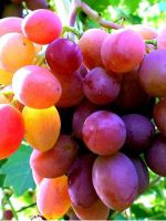 Когда пересаживать виноград?
