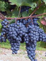 Когда пересаживать виноград - весной или осенью?